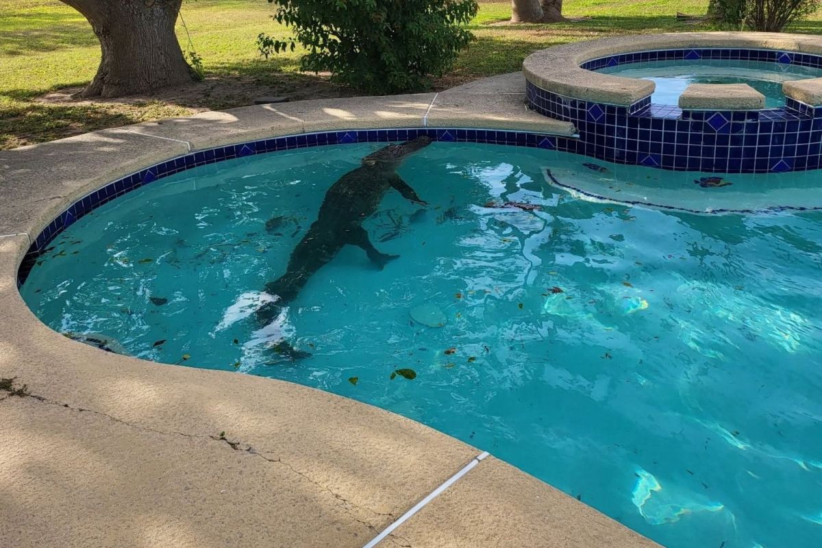 A gator in a swimming pool.