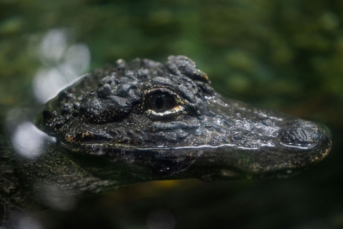 An alligator's head above water.