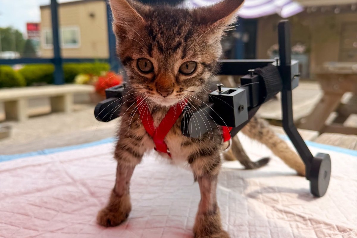 A kitten walking with a homemade wheelchair.