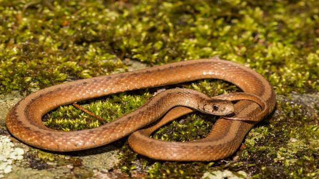 A snake resting on mossy ground.