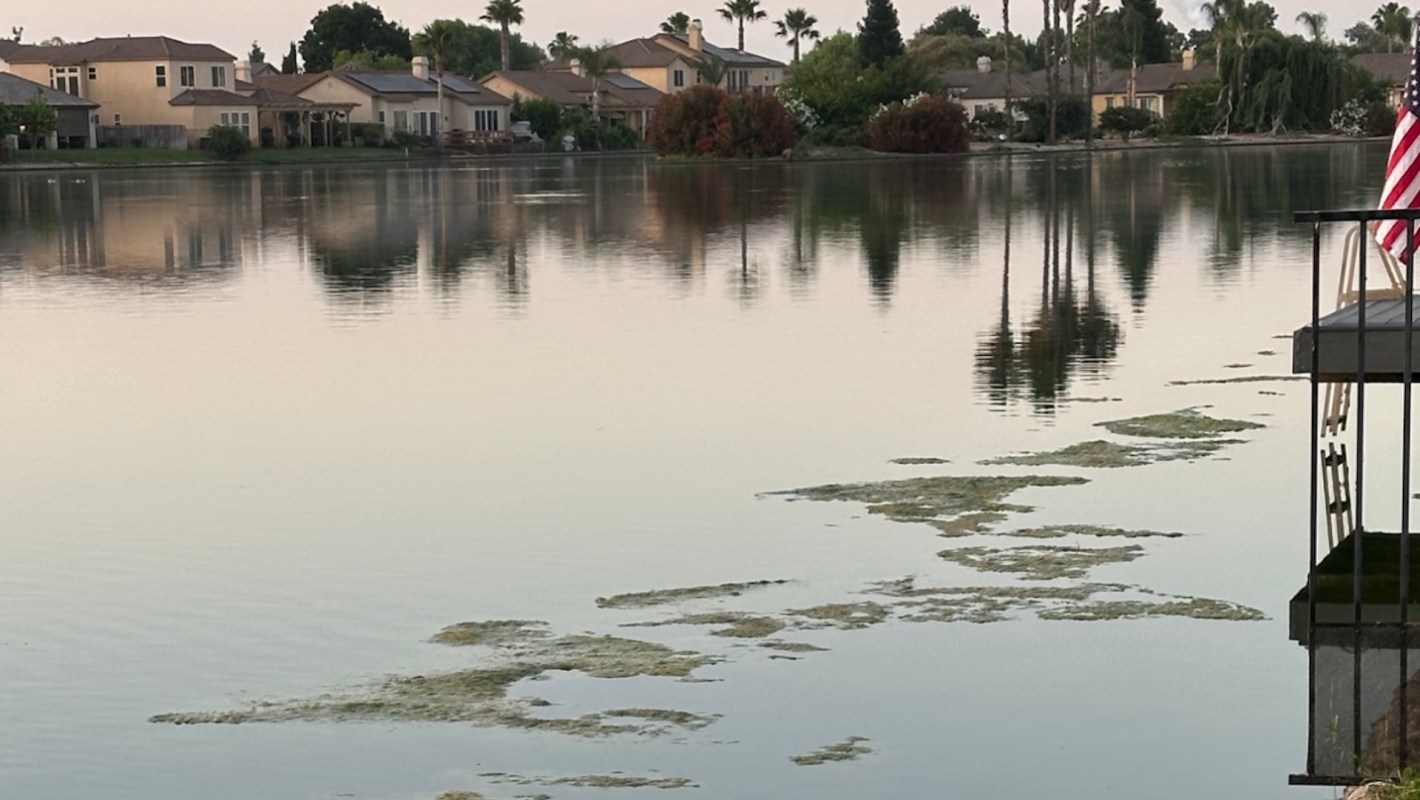 A dark lake scene with houses, palm trees, and green algae patches reflecting in the water.