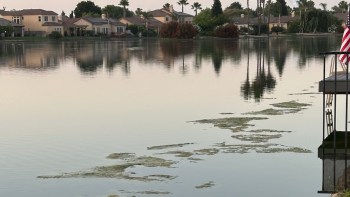 A dark lake scene with houses, palm trees, and green algae patches reflecting in the water.