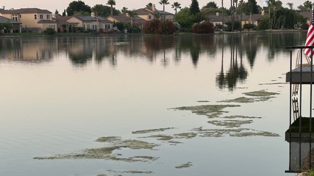 A dark lake scene with houses, palm trees, and green algae patches reflecting in the water.