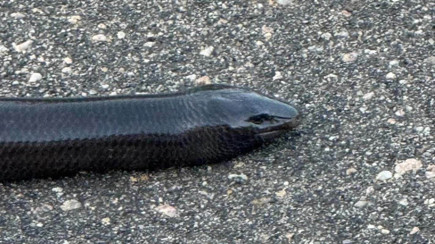 A black eel-like creature on a concrete surface.