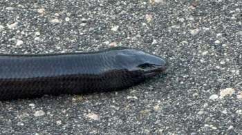 A black eel-like creature on a concrete surface.