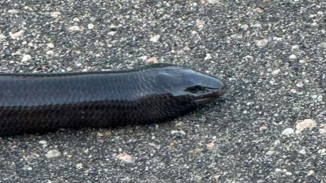 A black eel-like creature on a concrete surface.