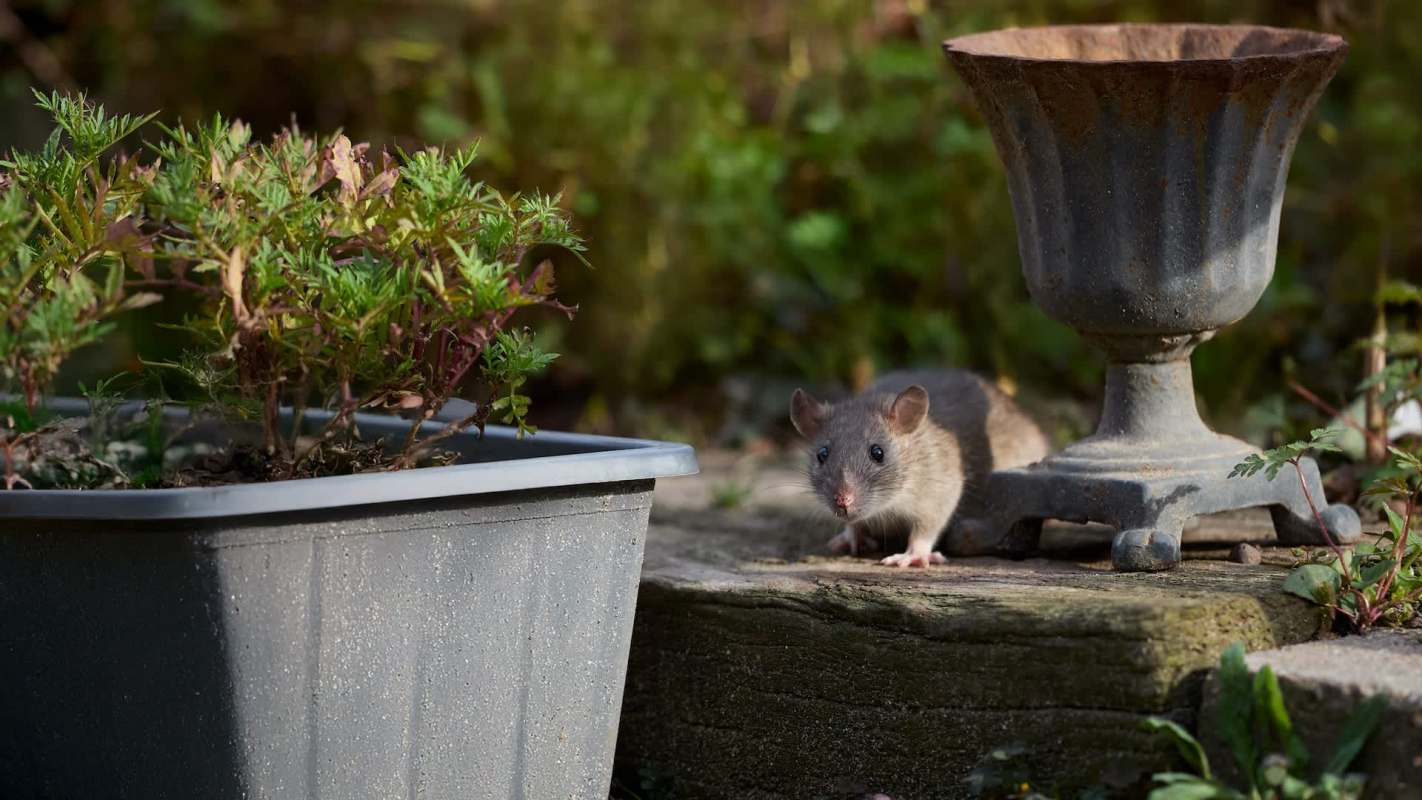 A rat in a garden.