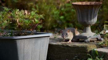A rat in a garden.
