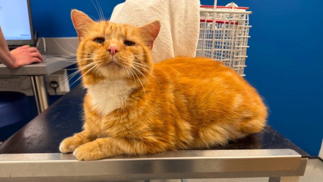 An orange cat resting on a table in a veterinary clinic.