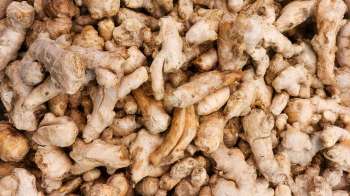 A pile of fresh ginger roots.