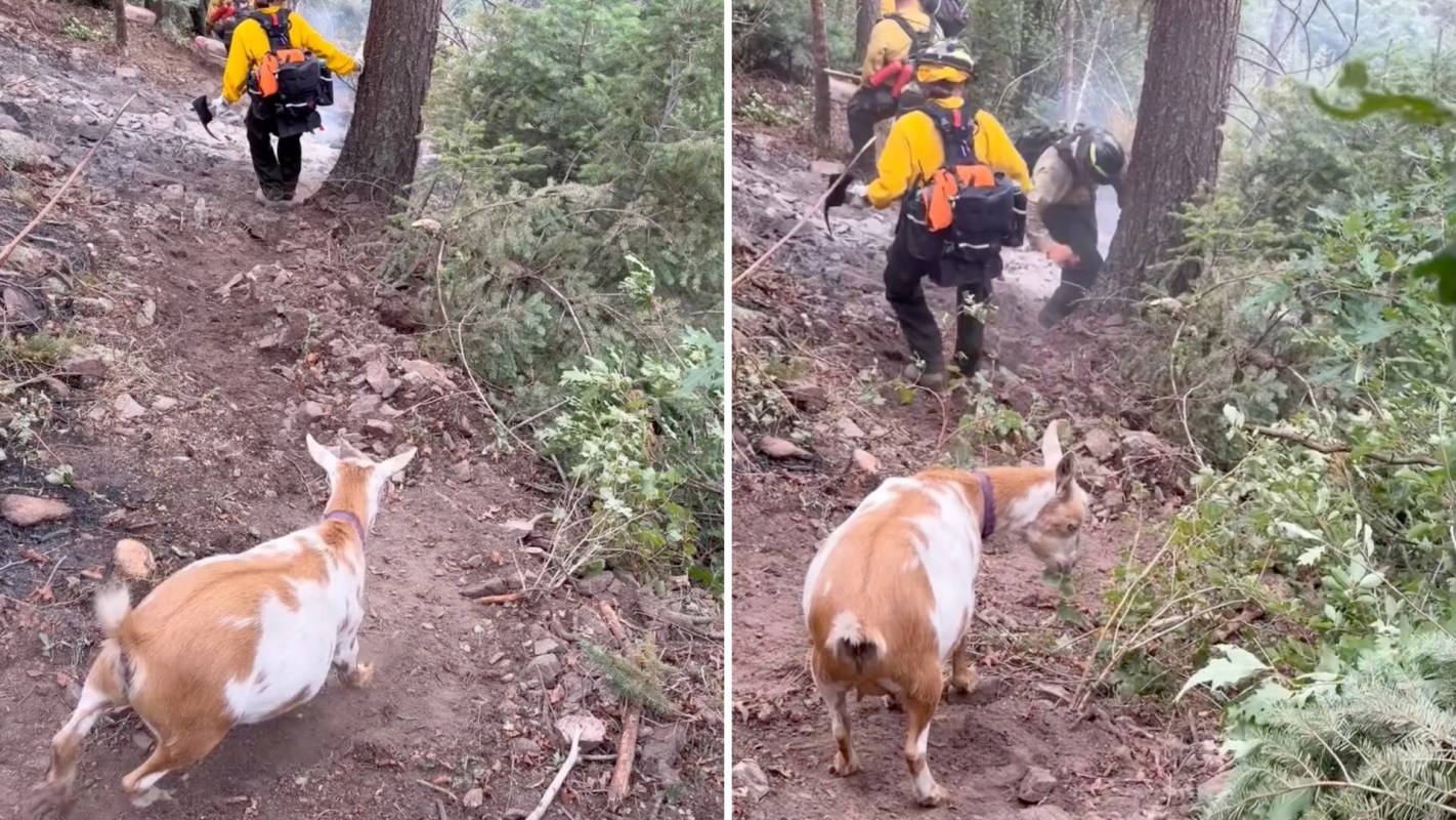 A goat on a dirt path near a group of people in firefighting gear in a forested area.
