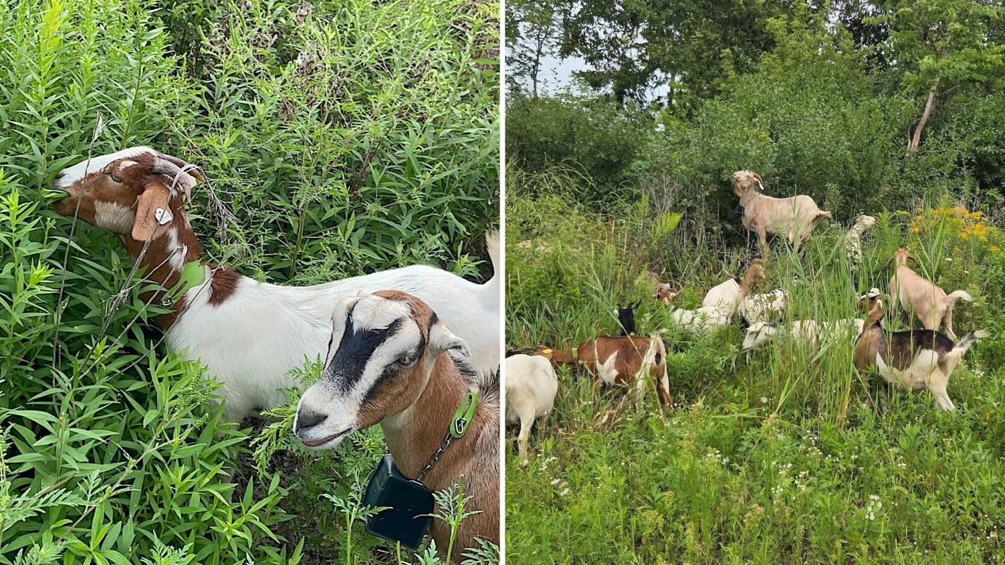 Several goats foraging among tall greenery in a lush, overgrown area.