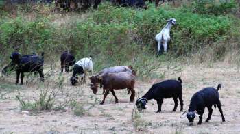 A group of goats grazing in a grassy area with shrubs.
