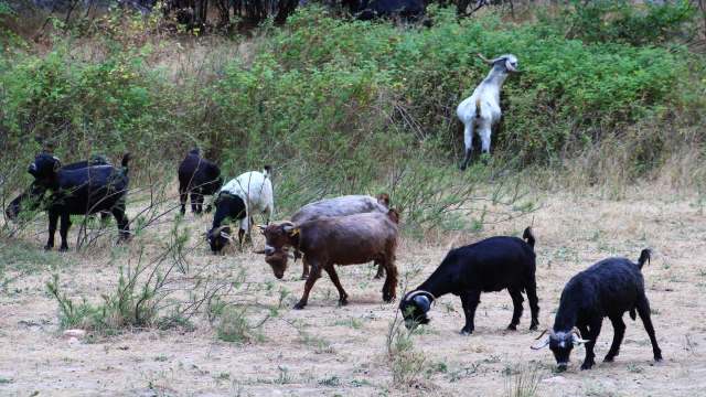A group of goats grazing in a grassy area with shrubs.
