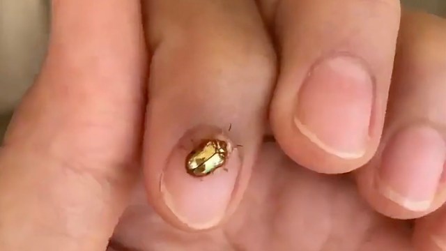 A hand holding a golden beetle on a fingertip.