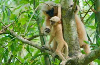 A golden langur and its young offspring are sitting on branches among green leaves.