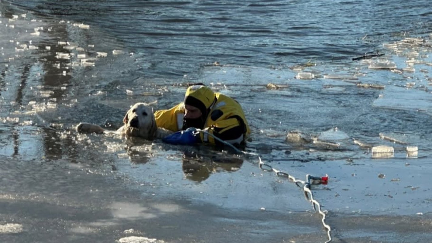 A person in a yellow rescue suit and a dog are in icy water surrounded by floating ice.