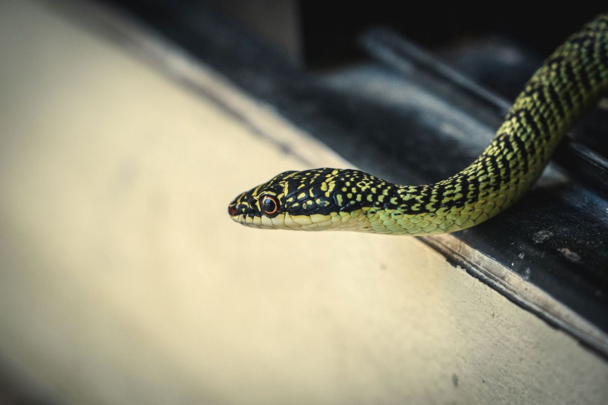 A golden tree snake.