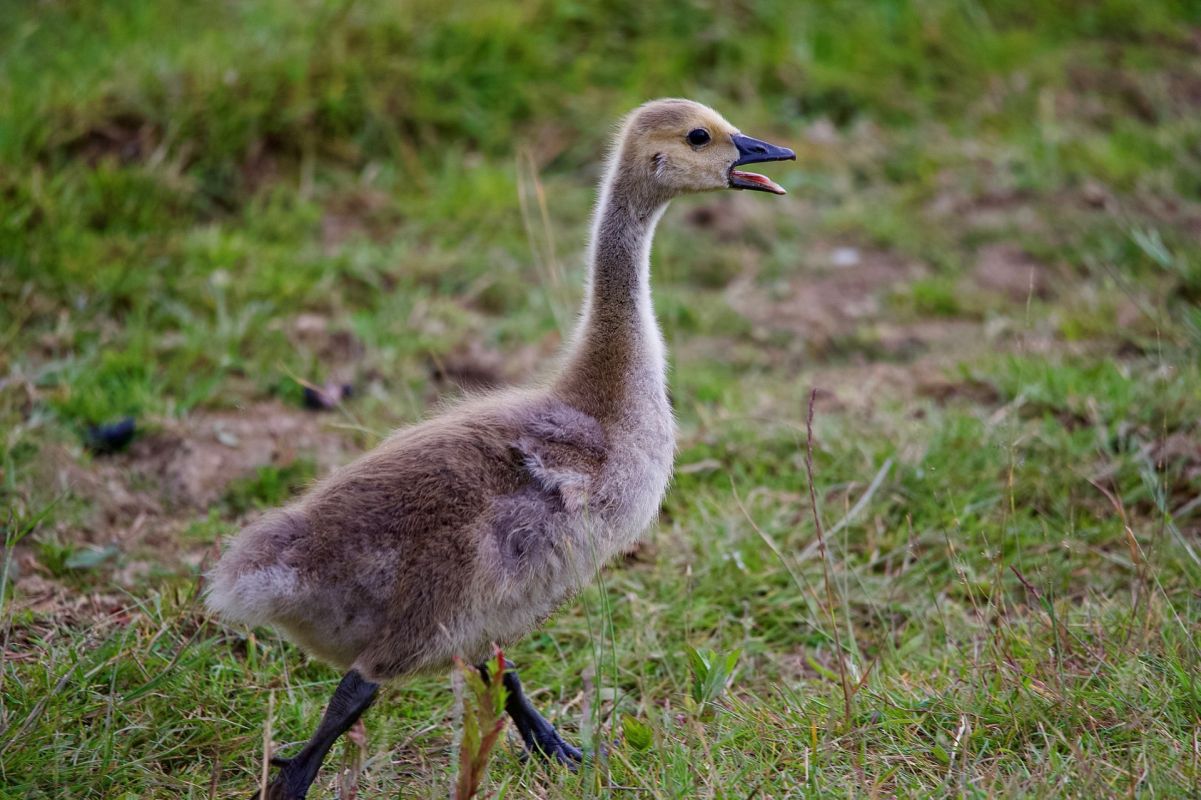 A gosling with its mouth open.
