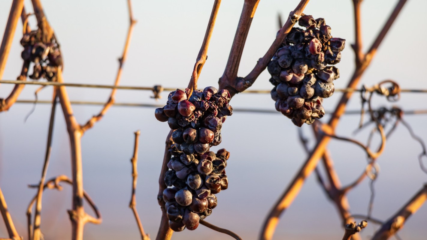 Ripe grapes hanging from leafless vines.