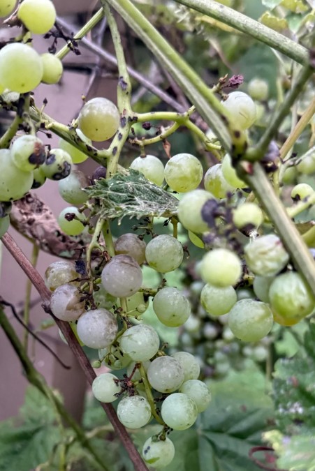 Grapes on the vine.