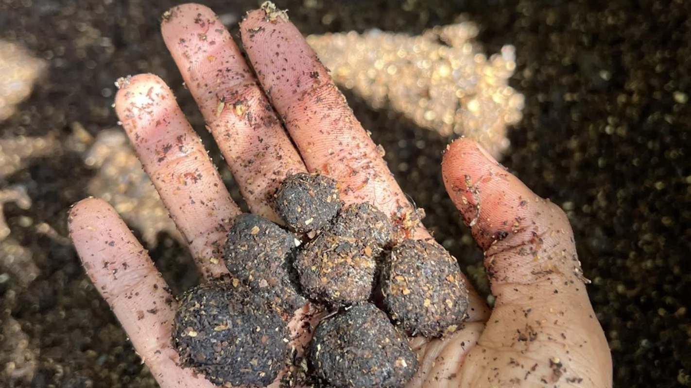 A hand holding several small, dark, round seed balls surrounded by soil and organic material.