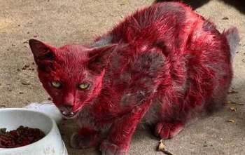 A gray cat covered in red dye.