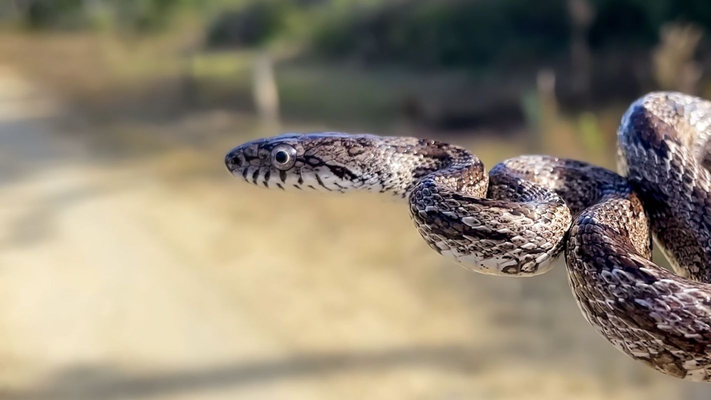 A gray rat snake.