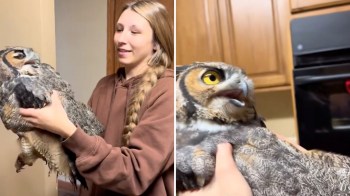 A wildlife biologist-in-training caring for a great horned owl.