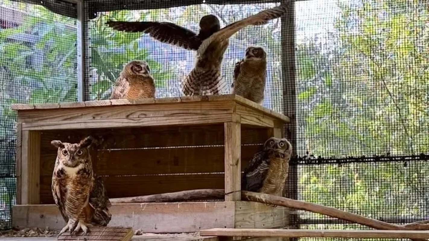 A group of owls perched around a wooden structure in an enclosed aviary.