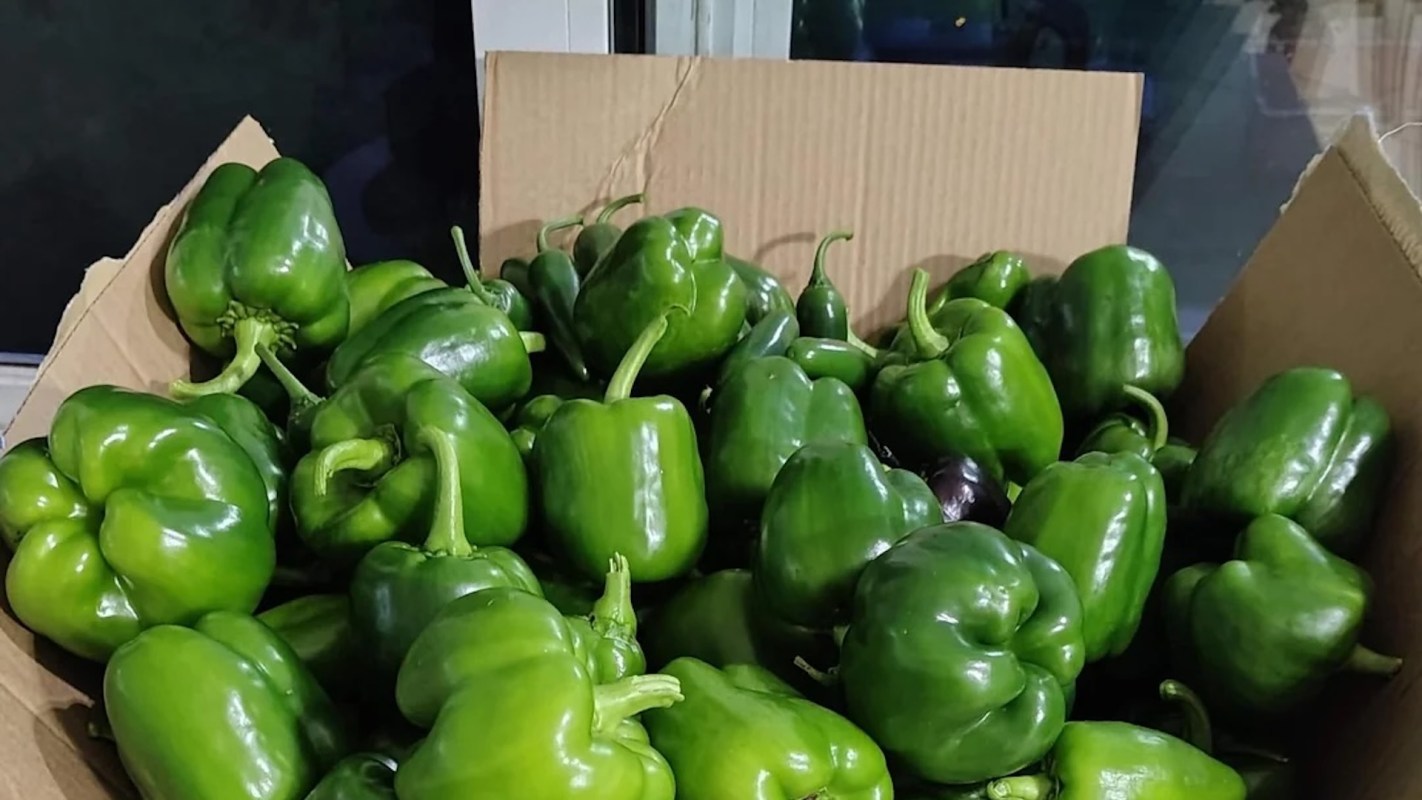 A box filled with green bell peppers.