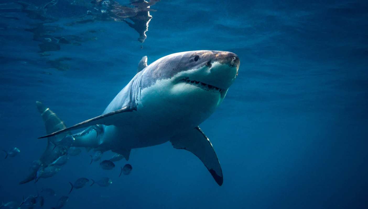 A great white shark swims in clear blue water with several smaller fish nearby.