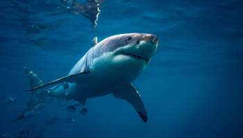 A great white shark swims in clear blue water with several smaller fish nearby.