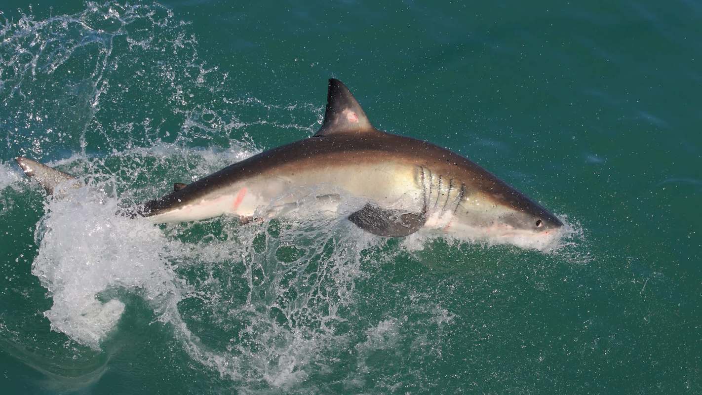 A shark leaps out of the water, creating splashes around it.