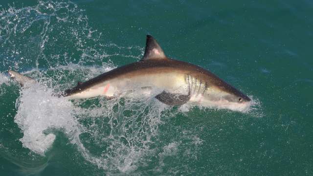 A shark leaps out of the water, creating splashes around it.