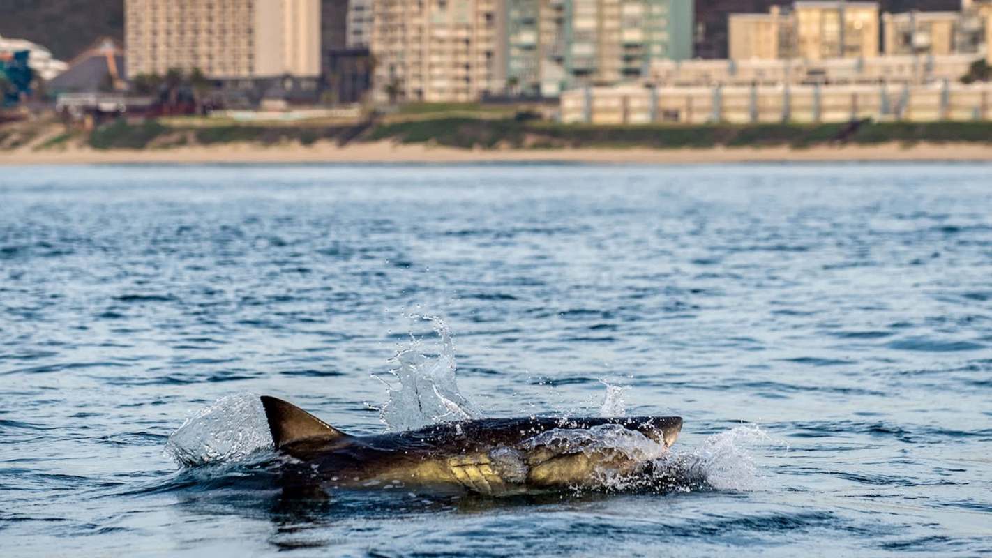 A shark swims near the water's surface with a city skyline in the background.