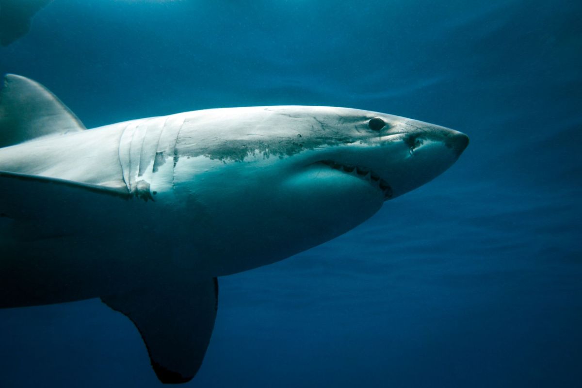 A great white shark.