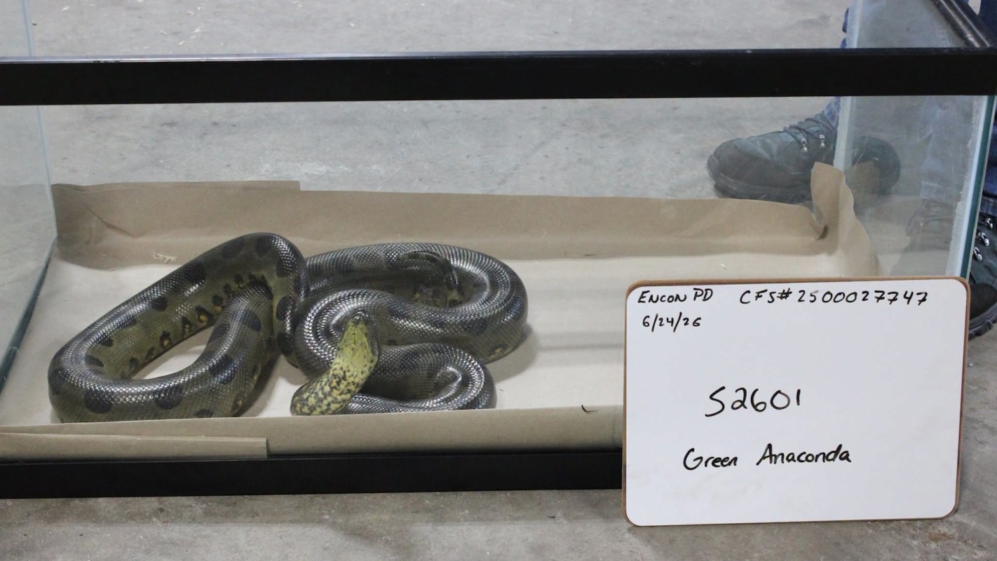A green anaconda in a glass tank.