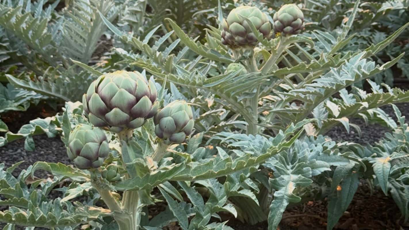 Artichoke plants.