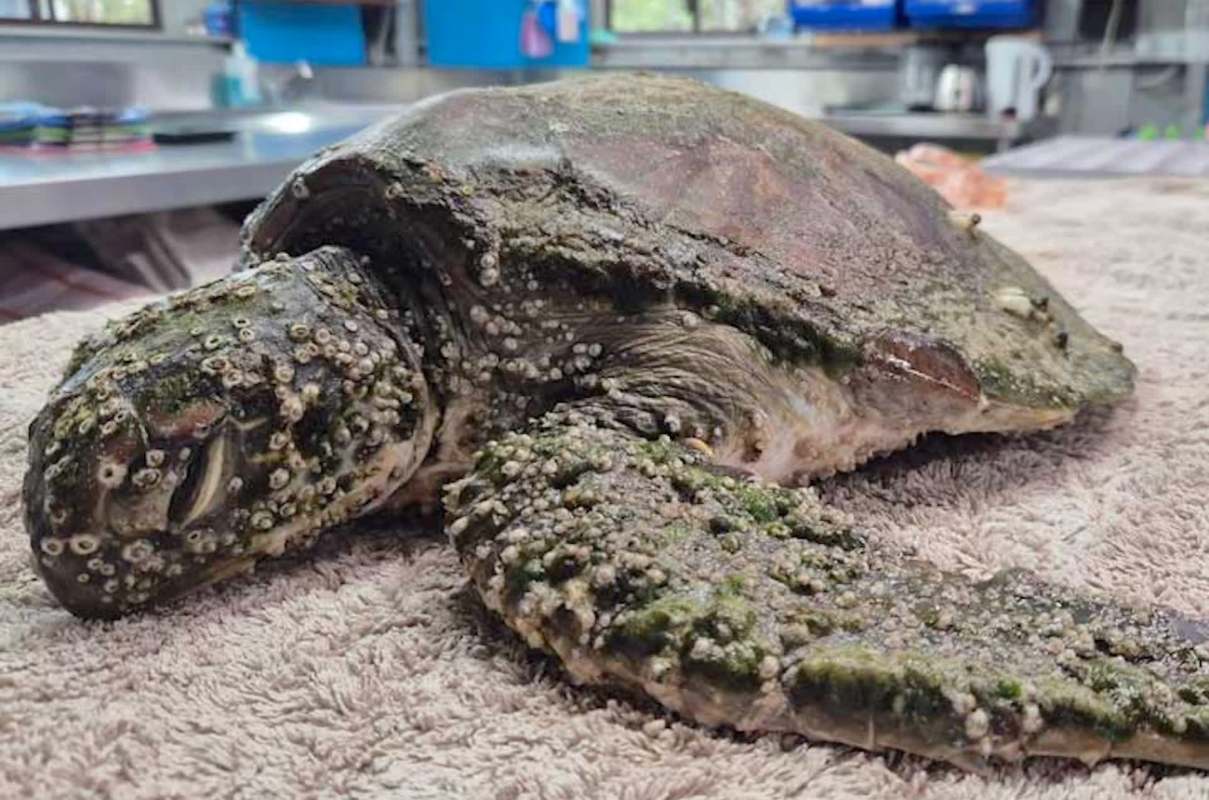 A turtle covered in barnacles.