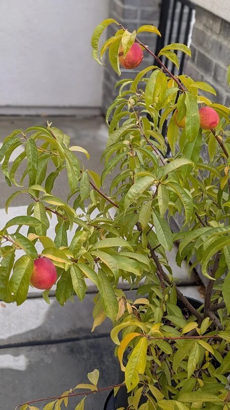 A plant grows in shallow water beside a hand holding a halved peach with a seed inside and greenery in the background.