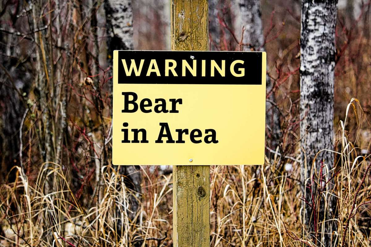 British Columbia Hiker Airlifted After Grizzly Attack In South british-columbia-hiker-airlifted-after-grizzly-attack-in-south