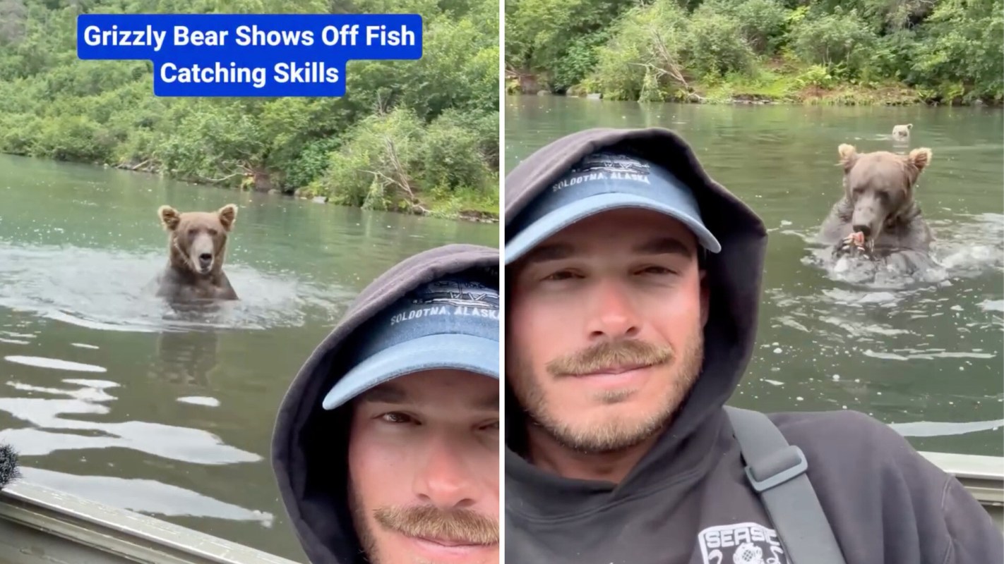 A bear catches fish in a river as a man takes a selfie nearby.