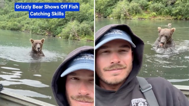 A bear catches fish in a river as a man takes a selfie nearby.