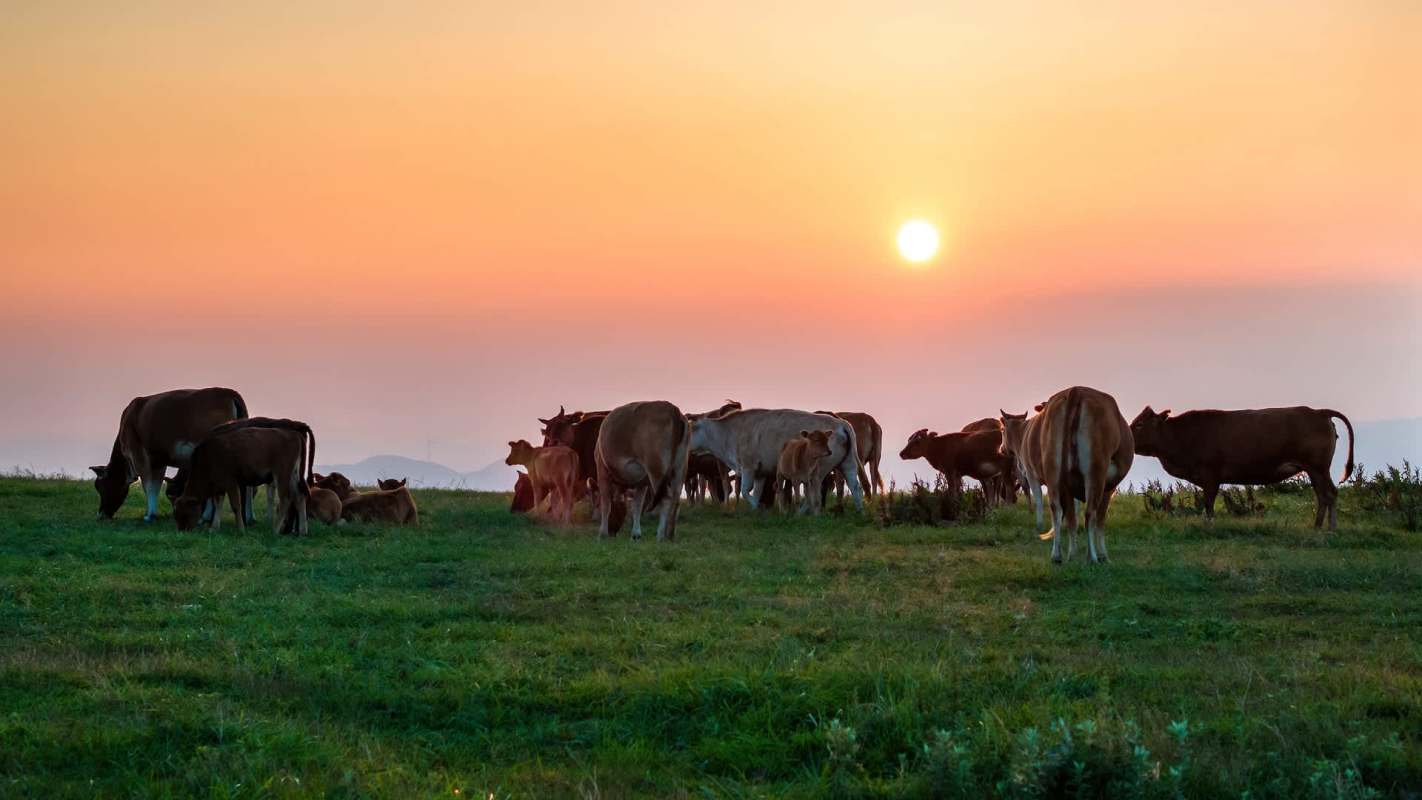 Cows grazing in a field at sunset with a colorful sky in the background.