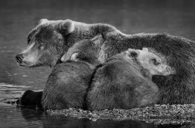 A group of bears resting close together on a rocky shore near water.