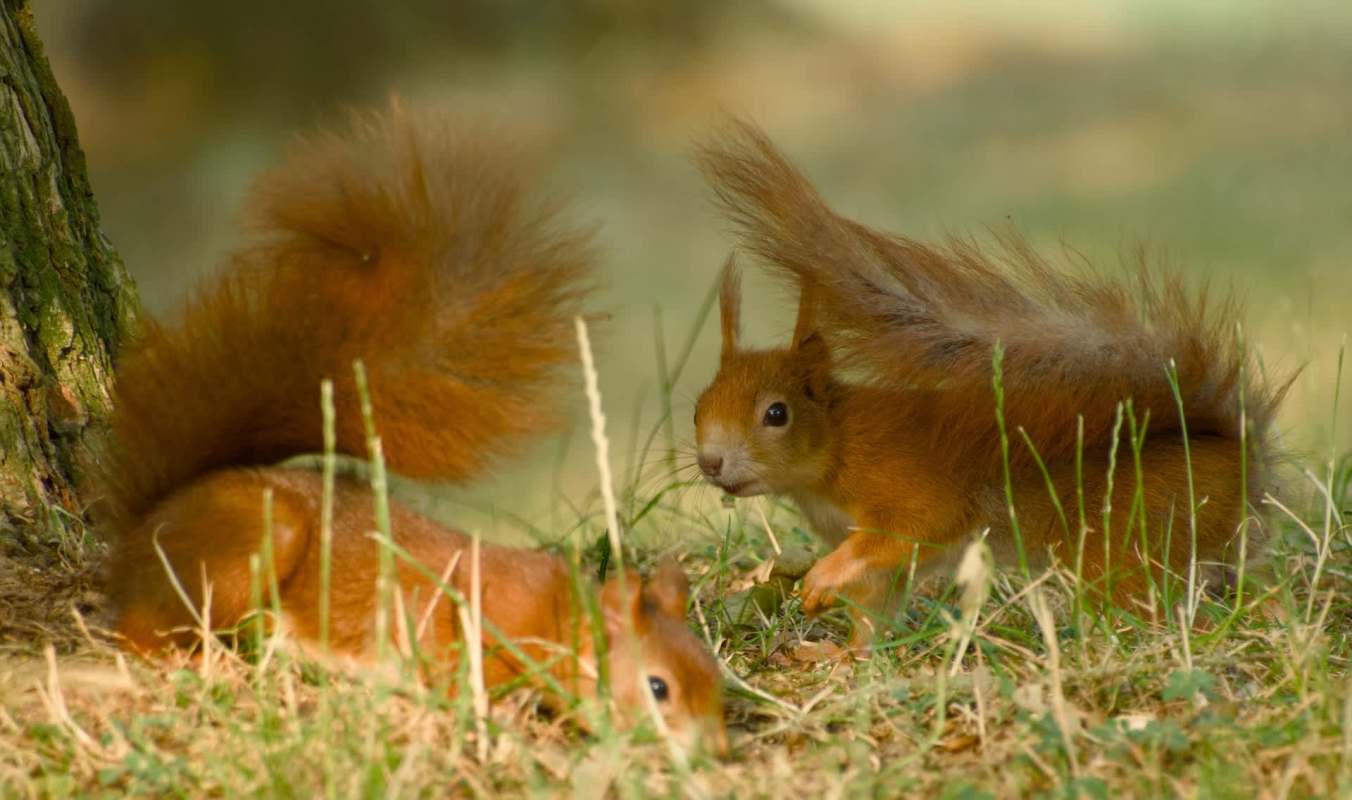 Two squirrels are foraging on the ground near a tree.