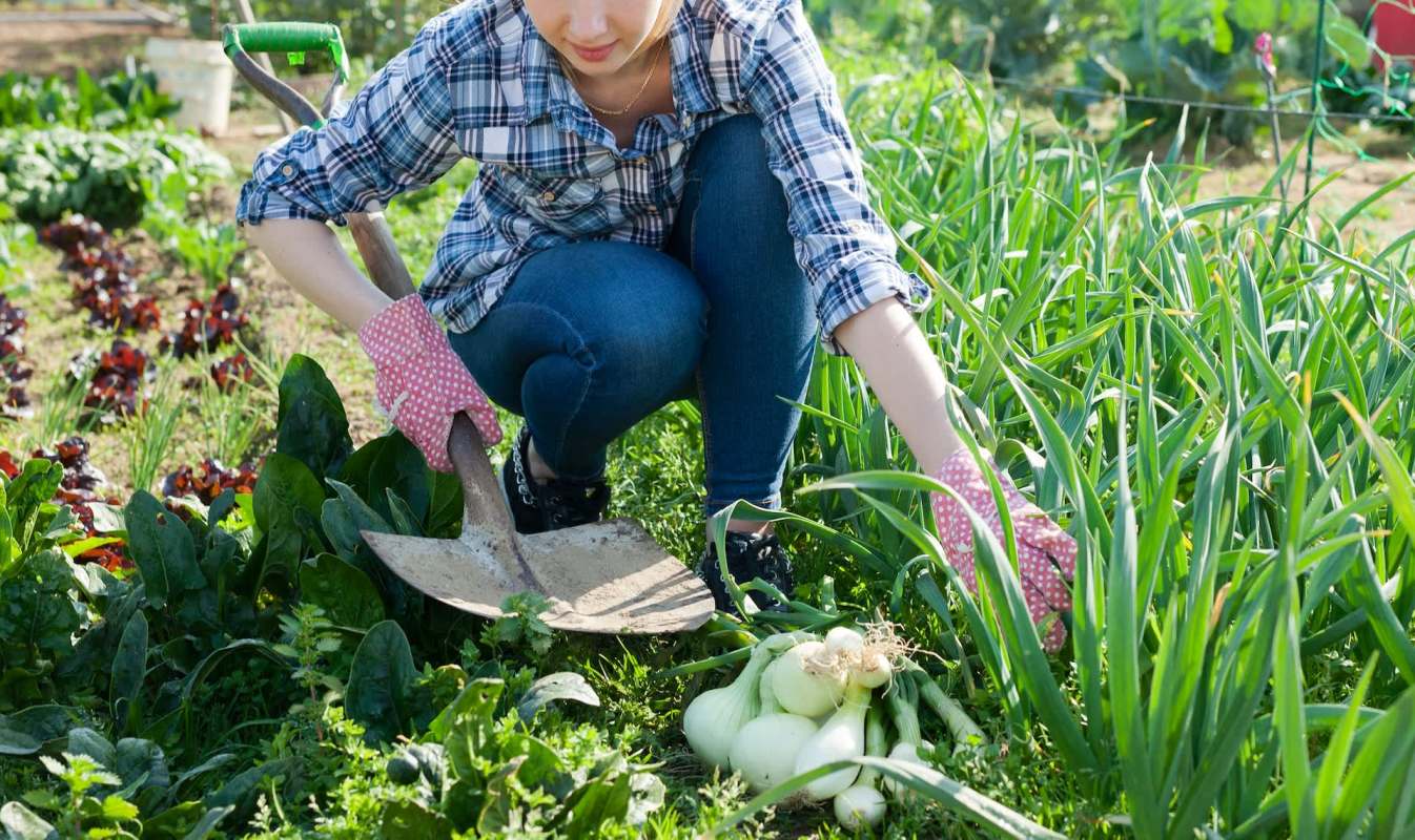 A woman gardening, using a shovel in a green garden, with green onions in the foreground.