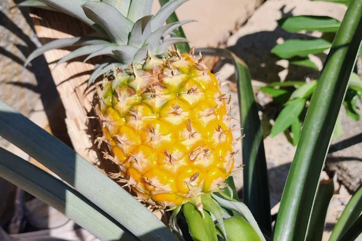 A ripe pineapple growing among green leaves.