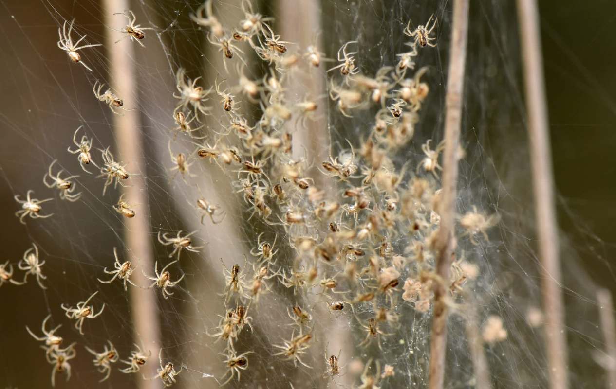 A cluster of small spiders on a web among thin plant stems.